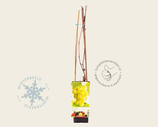 Vitis vinifera 'Himrod'