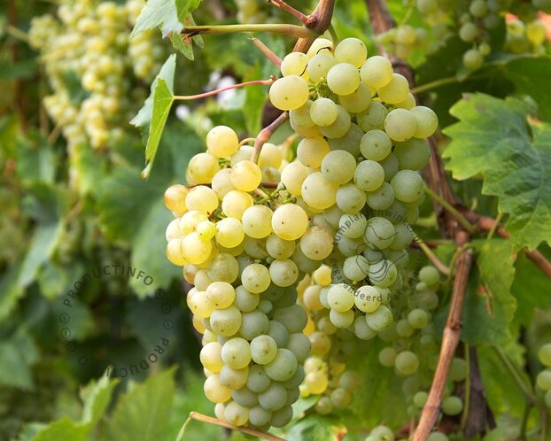 Vitis vinifera 'Fanny'