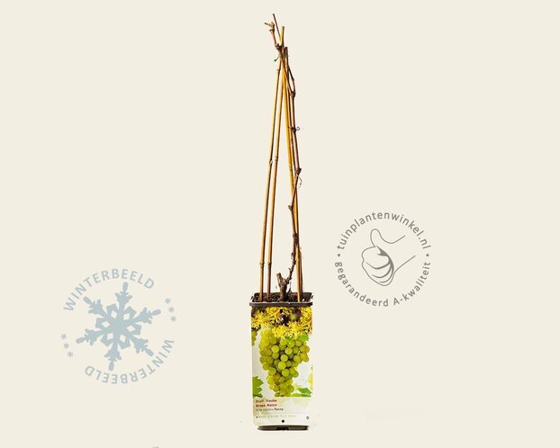 Vitis vinifera 'Fanny'