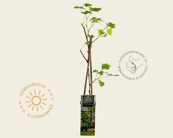 Vitis vinifera 'Solaris' image