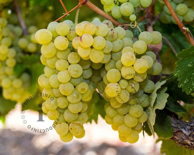 Vitis vinifera 'Solaris'