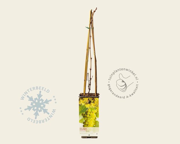 Vitis vinifera 'Solaris'