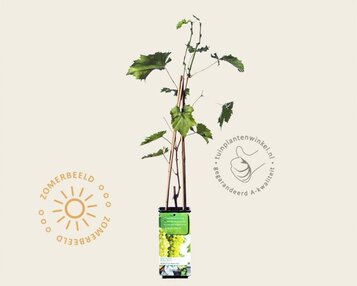 Vitis vinifera 'Muskaat van Alexandrië' image