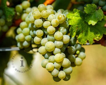 Vitis vinifera 'Muskaat van Alexandrië'