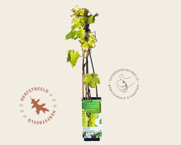 Vitis vinifera 'Muskaat van Alexandrië'