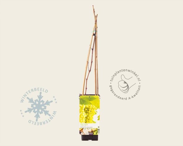 Vitis vinifera 'Muskaat van Alexandrië'