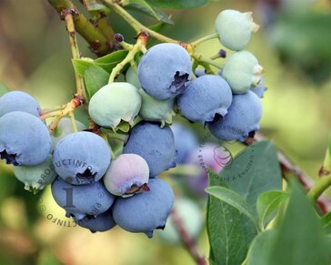 Vaccinium corymbosum 'Bluegold'