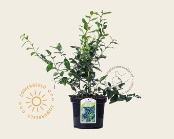 Vaccinium corymbosum 'Bluecrop' image