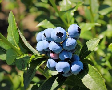 Vaccinium corymbosum 'Bluecrop'