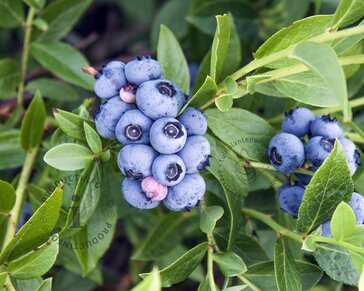 Vaccinium corymbosum 'Bluejay'
