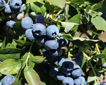 Vaccinium corymbosum 'Duke'