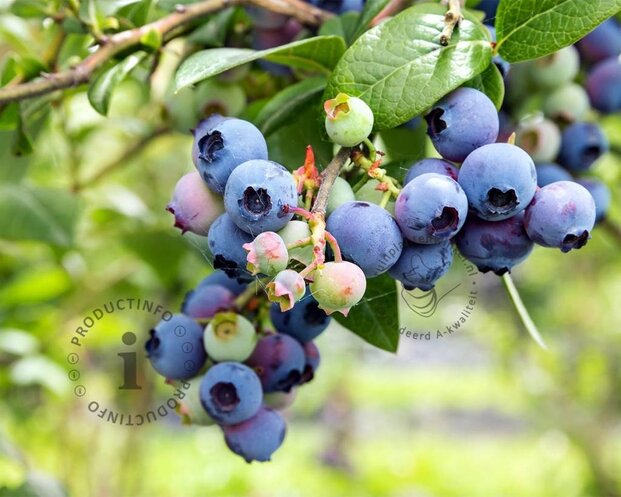 Vaccinium corymbosum 'Goldtraube' - XL