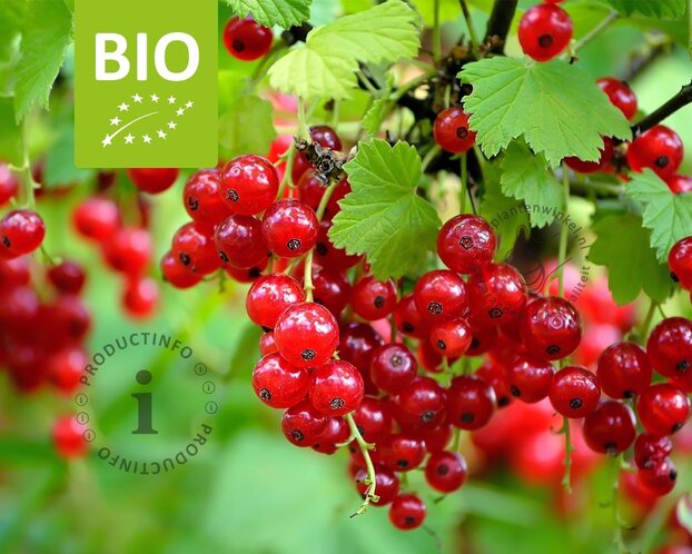 Ribes rubrum 'Jonkheer Van Tets' - BIO
