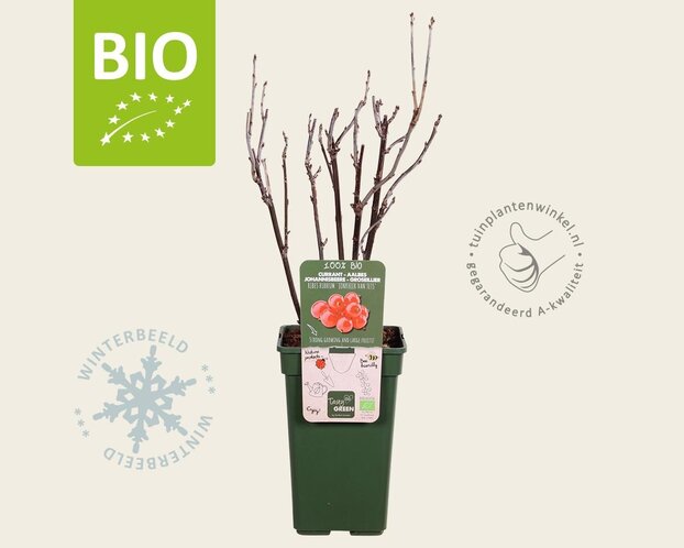 Ribes rubrum 'Jonkheer Van Tets' - BIO