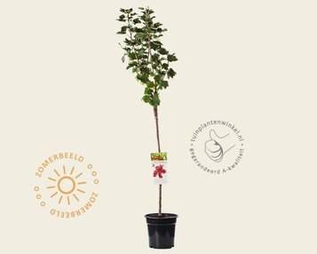 Ribes rubrum 'Jonkheer van Tets' op stam image