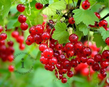 Ribes rubrum 'Jonkheer van Tets' op stam