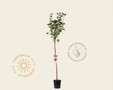 Ribes rubrum 'Jonkheer van Tets' op stam