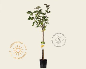 Ribes rubrum 'Werdavia' op stam image