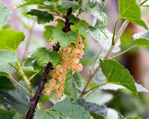 Ribes rubrum 'Werdavia' op stam