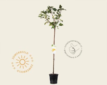 Ribes rubrum 'Werdavia' op stam