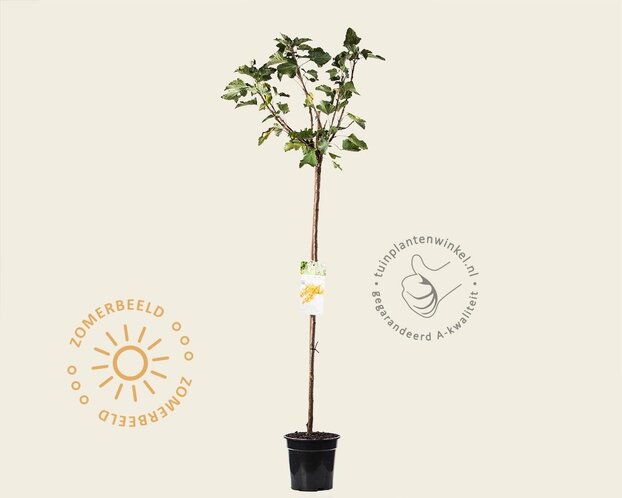 Ribes rubrum 'Werdavia' op stam