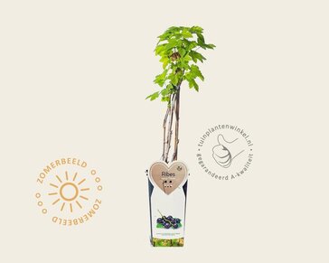 Ribes nigrum 'Titania