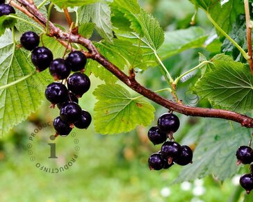 Ribes nigrum 'Titania