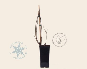 Ribes nigrum 'Titania