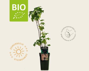 Ribes nigrum 'Titania' - BIO image