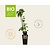 Ribes nigrum 'Titania' - BIO