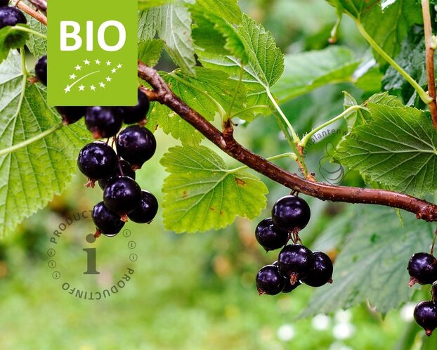 Ribes nigrum 'Titania' - BIO