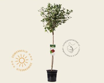 Ribes uva-crispa 'Hinnonmaki Rod' op stam image