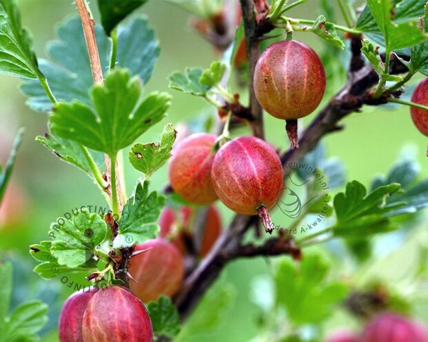 Ribes uva-crispa 'Hinnonmaki Rod' op stam