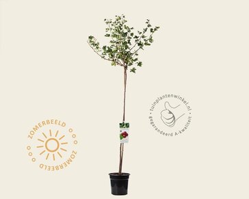 Ribes uva-crispa 'Hinnonmaki Rod' op stam