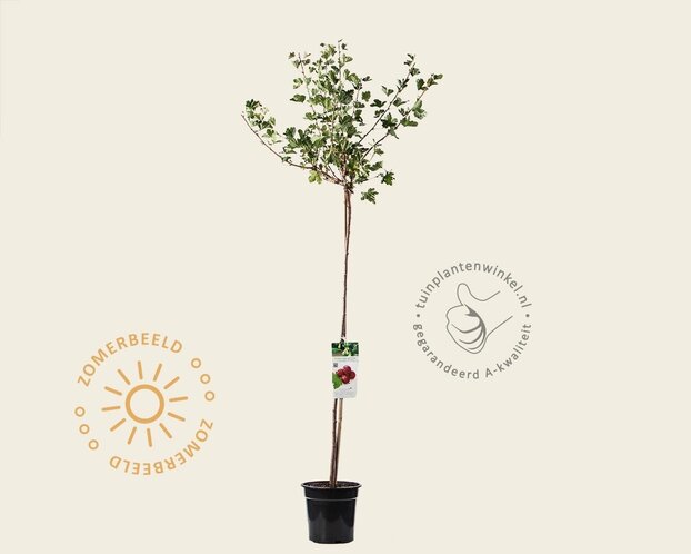 Ribes uva-crispa 'Hinnonmaki Rod' op stam