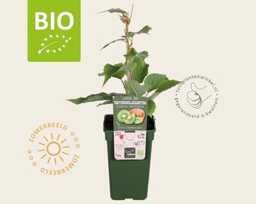 Actinidia deliciosa 'Jenny' (zelfbestuivend) - BIO