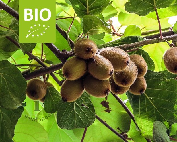 Actinidia deliciosa 'Jenny' (zelfbestuivend) - BIO