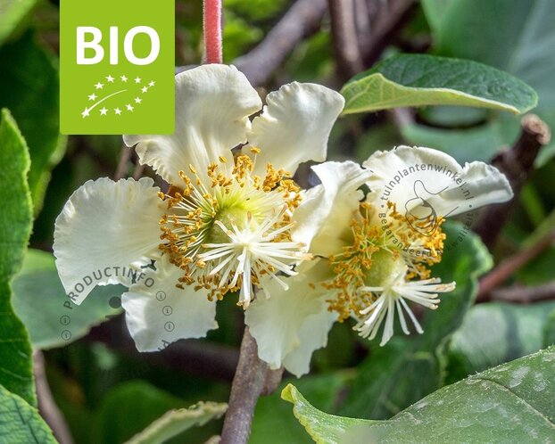 Actinidia deliciosa 'Jenny' (zelfbestuivend) - BIO