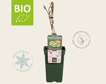 Actinidia deliciosa 'Jenny' (zelfbestuivend) - BIO