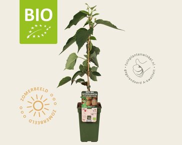 Actinidia deliciosa 'Jenny' (zelfbestuivend) - BIO