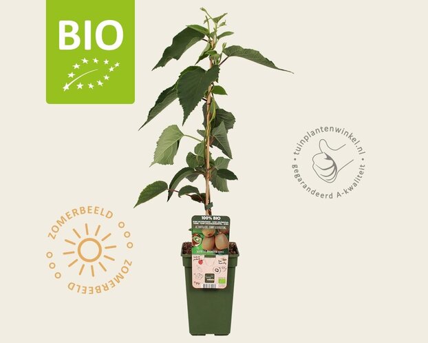 Actinidia deliciosa 'Jenny' (zelfbestuivend) - BIO