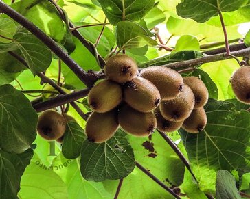 Actinidia deliciosa 'Jenny' (zelfbestuivend)