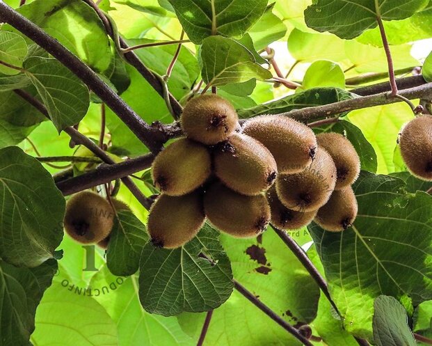 Actinidia deliciosa 'Jenny' (zelfbestuivend)