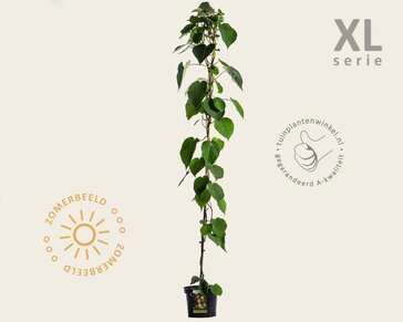 Actinidia deliciosa 'Jenny' (zelfbestuivend)