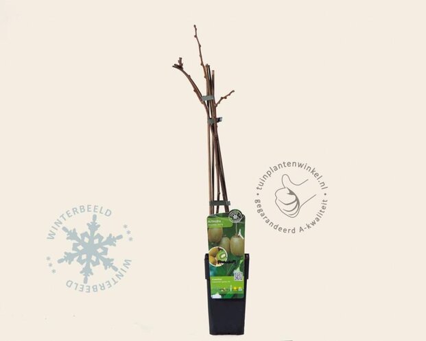 Actinidia deliciosa 'Jenny' (zelfbestuivend)