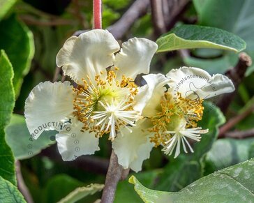 Actinidia deliciosa 'Jenny' (zelfbestuivend)