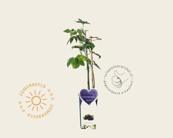 Rubus fruticosus 'Chester Thornless' image