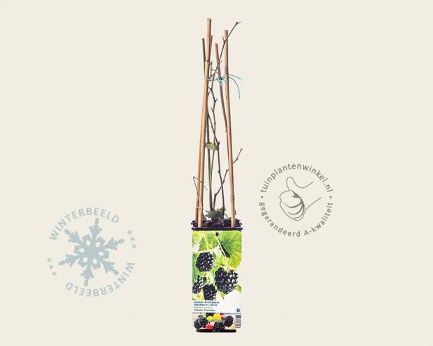 Rubus fruticosus 'Chester Thornless'