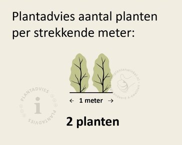 Rubus fruticosus 'Chester Thornless'