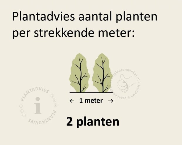 Rubus fruticosus 'Chester Thornless'